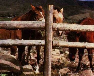 Building with Logs: Log Framing Image